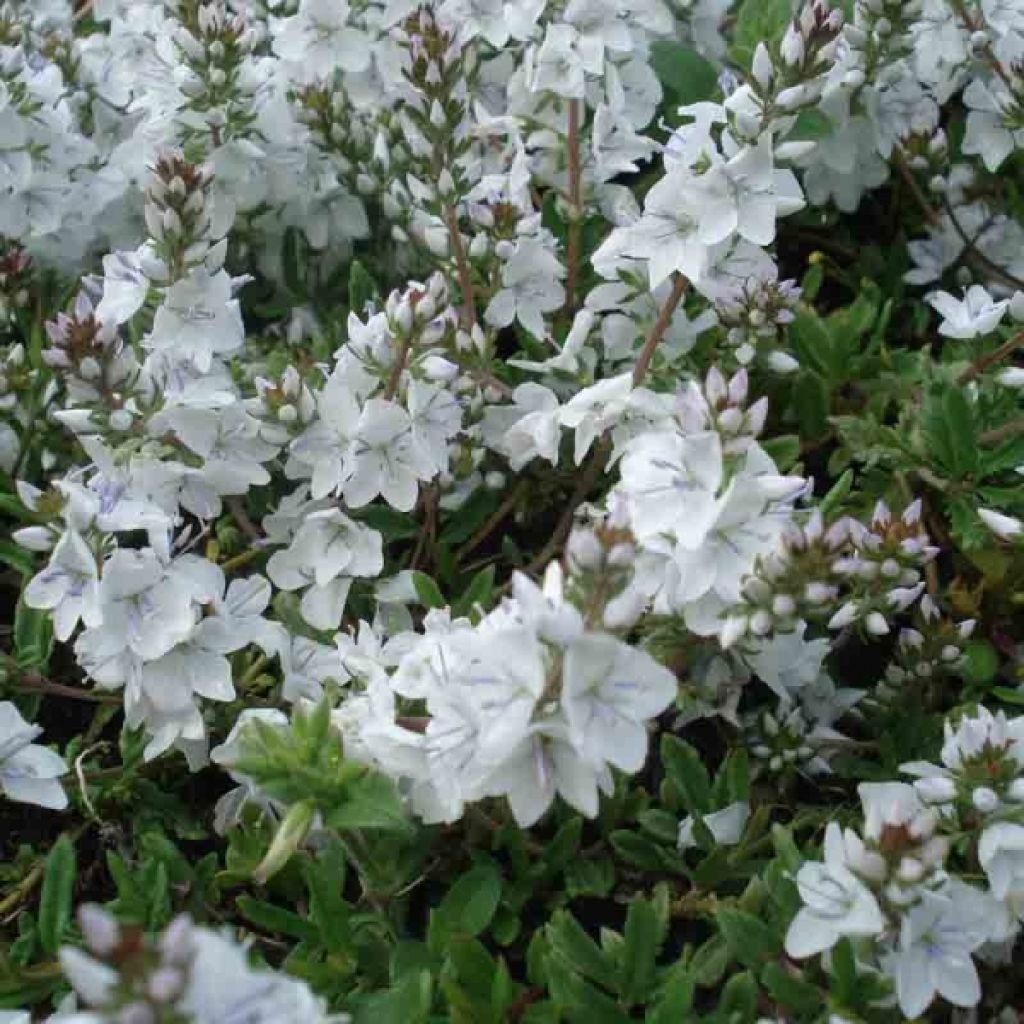 Véronique prostrée - Veronica prostrata Alba