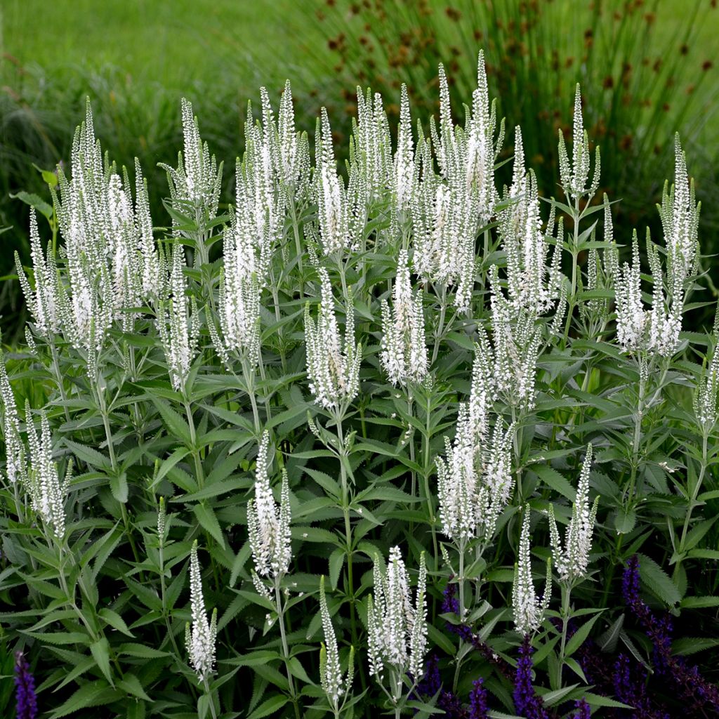 Veronica spicata Alba