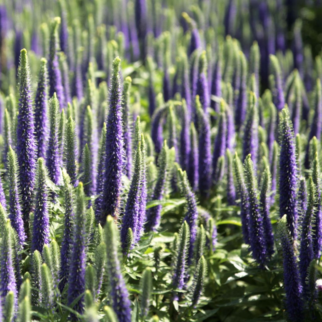 Veronica spicata Blue Candle - Véronique en épis bleue