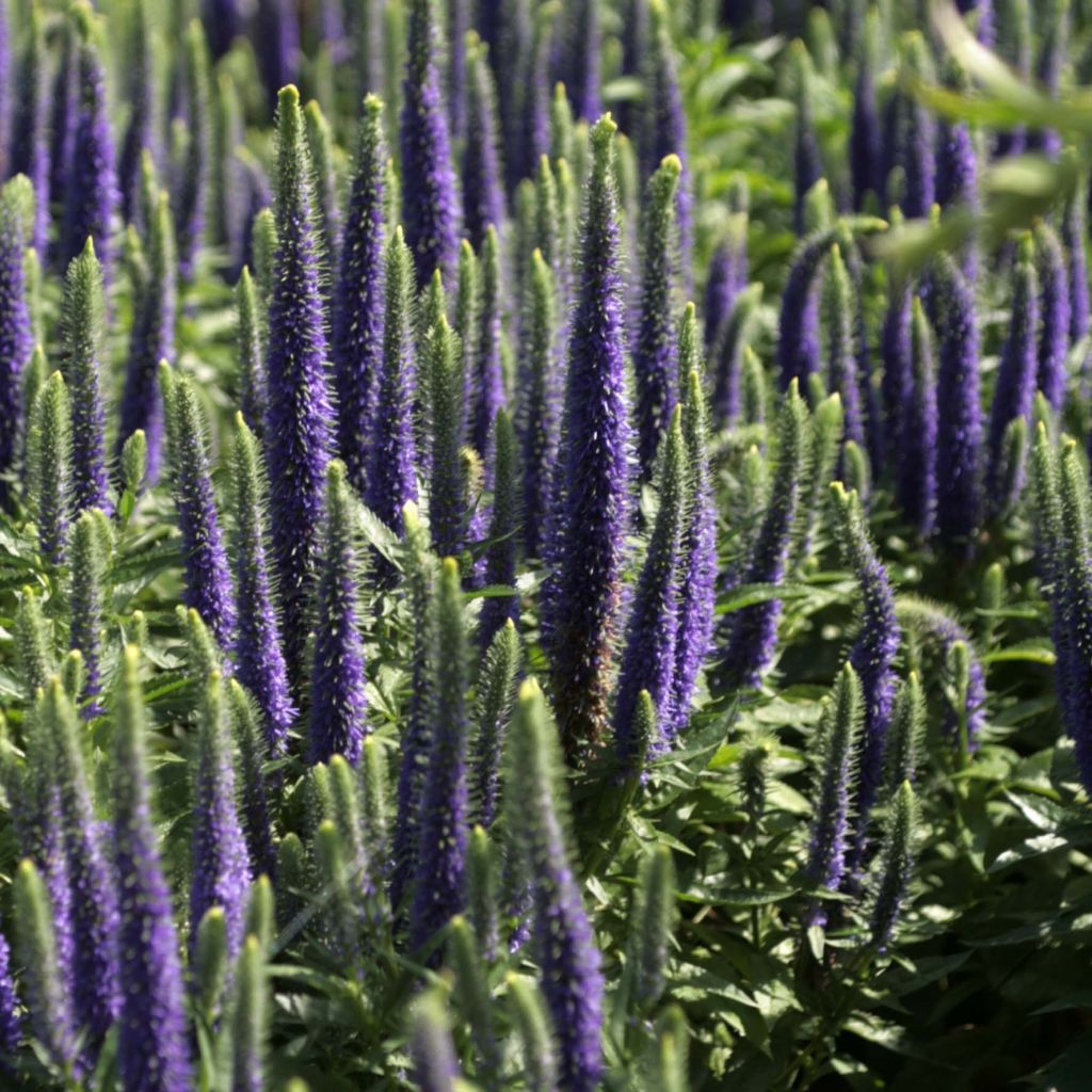 Veronica spicata Blue Candle - Véronique en épis bleue