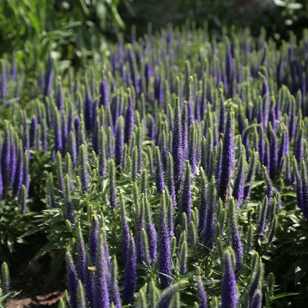 Veronica spicata Blue Candle - Véronique en épis bleue