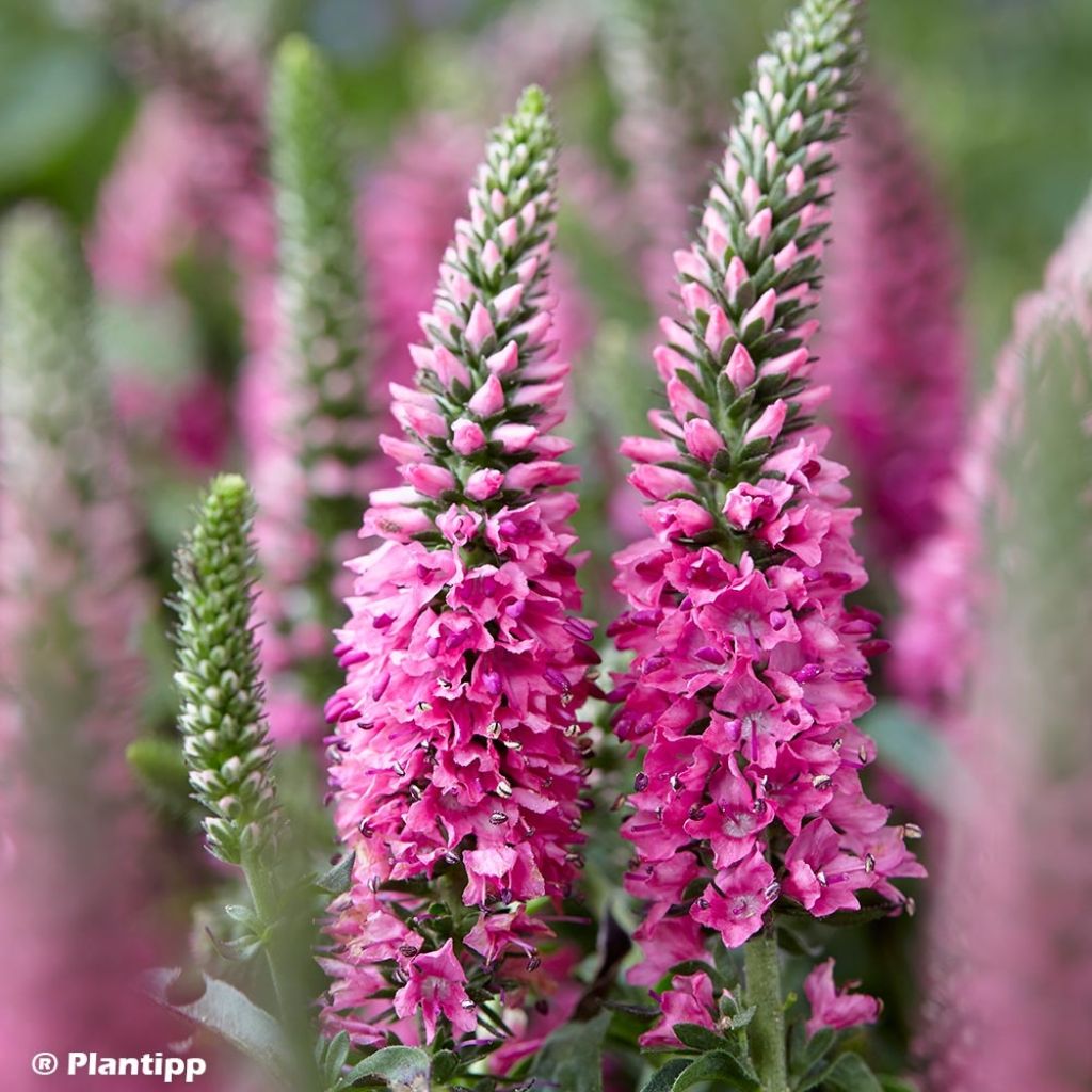 Veronica spicata Bubblegum Candles - Véronique en épis