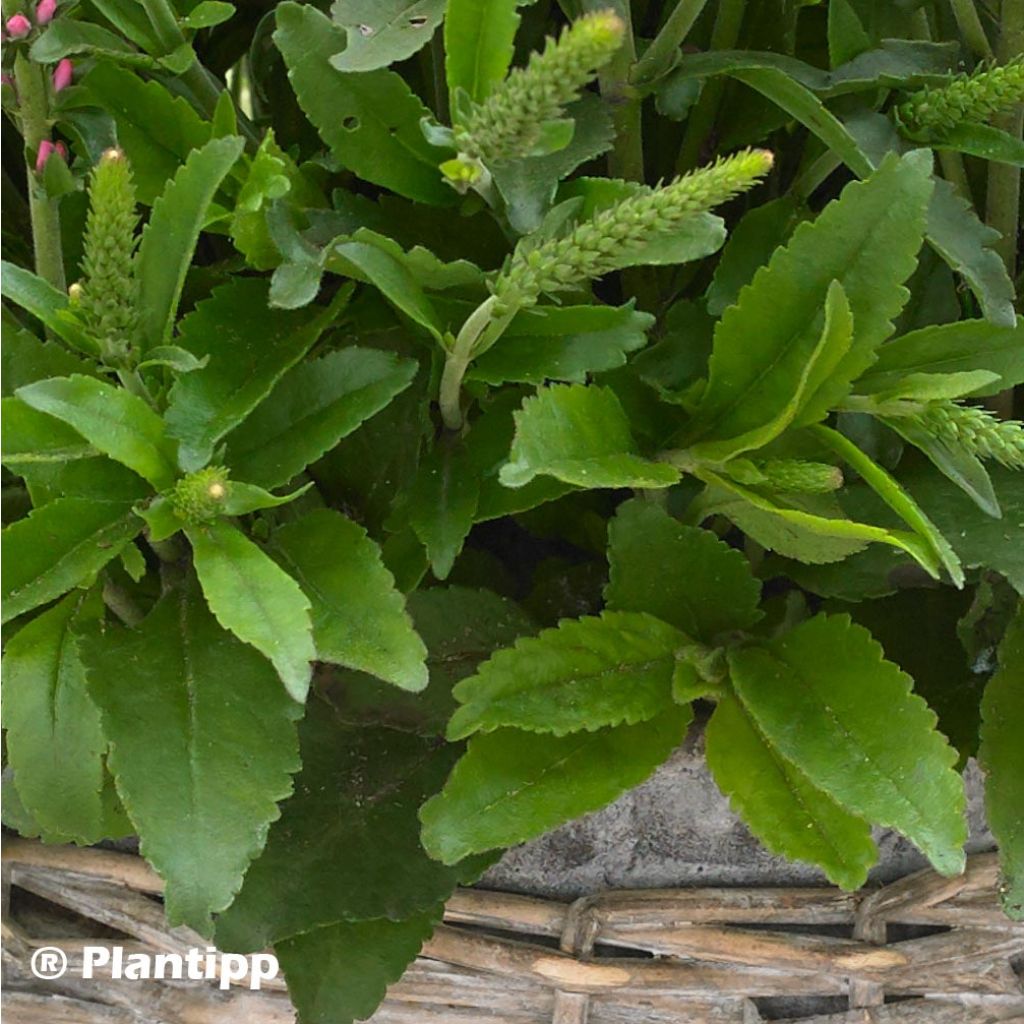 Veronica spicata Bubblegum Candles - Véronique en épis