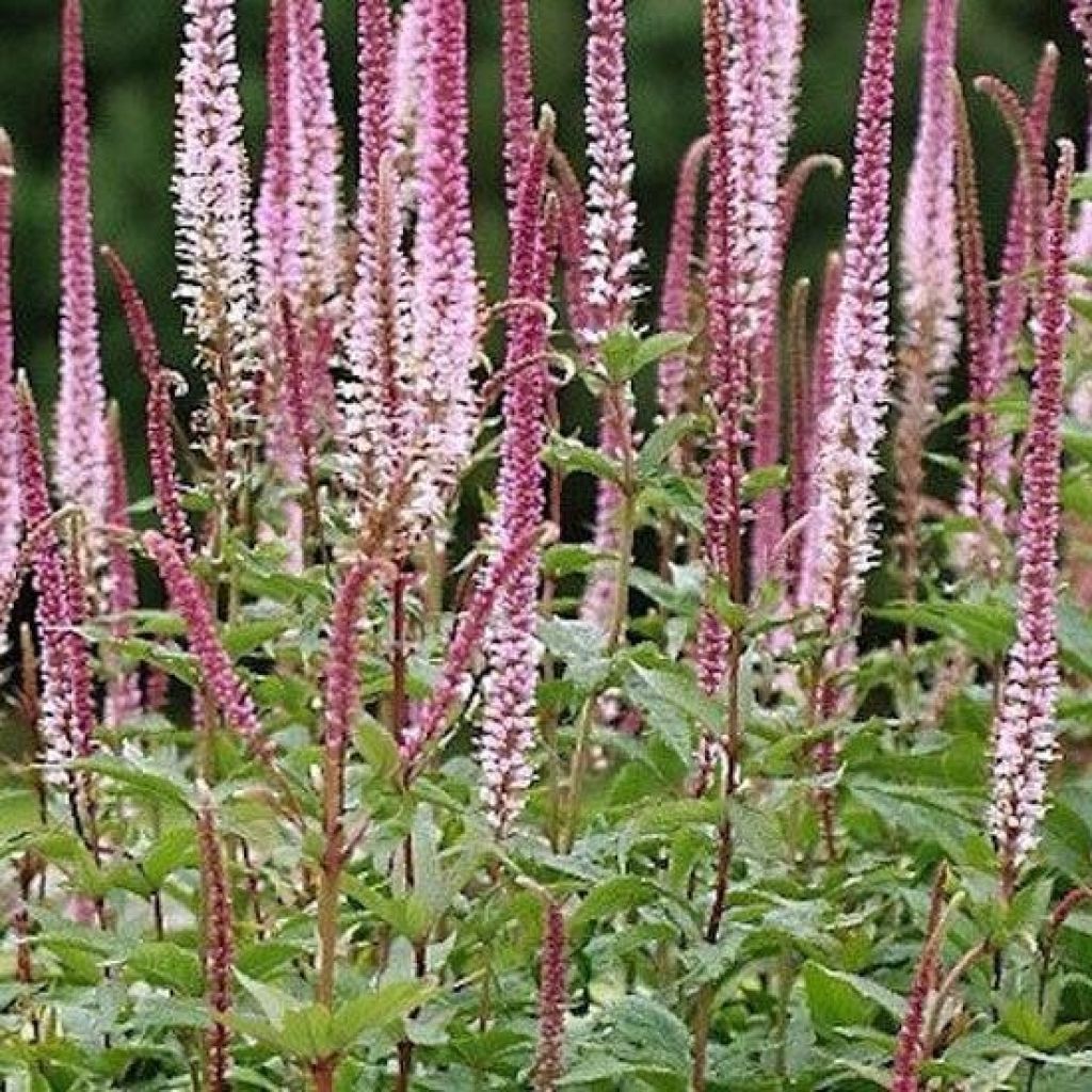 Veronica spicata Erika