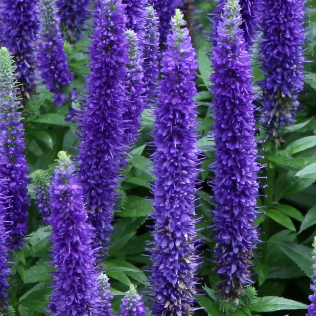 Veronica spicata Royal Candles