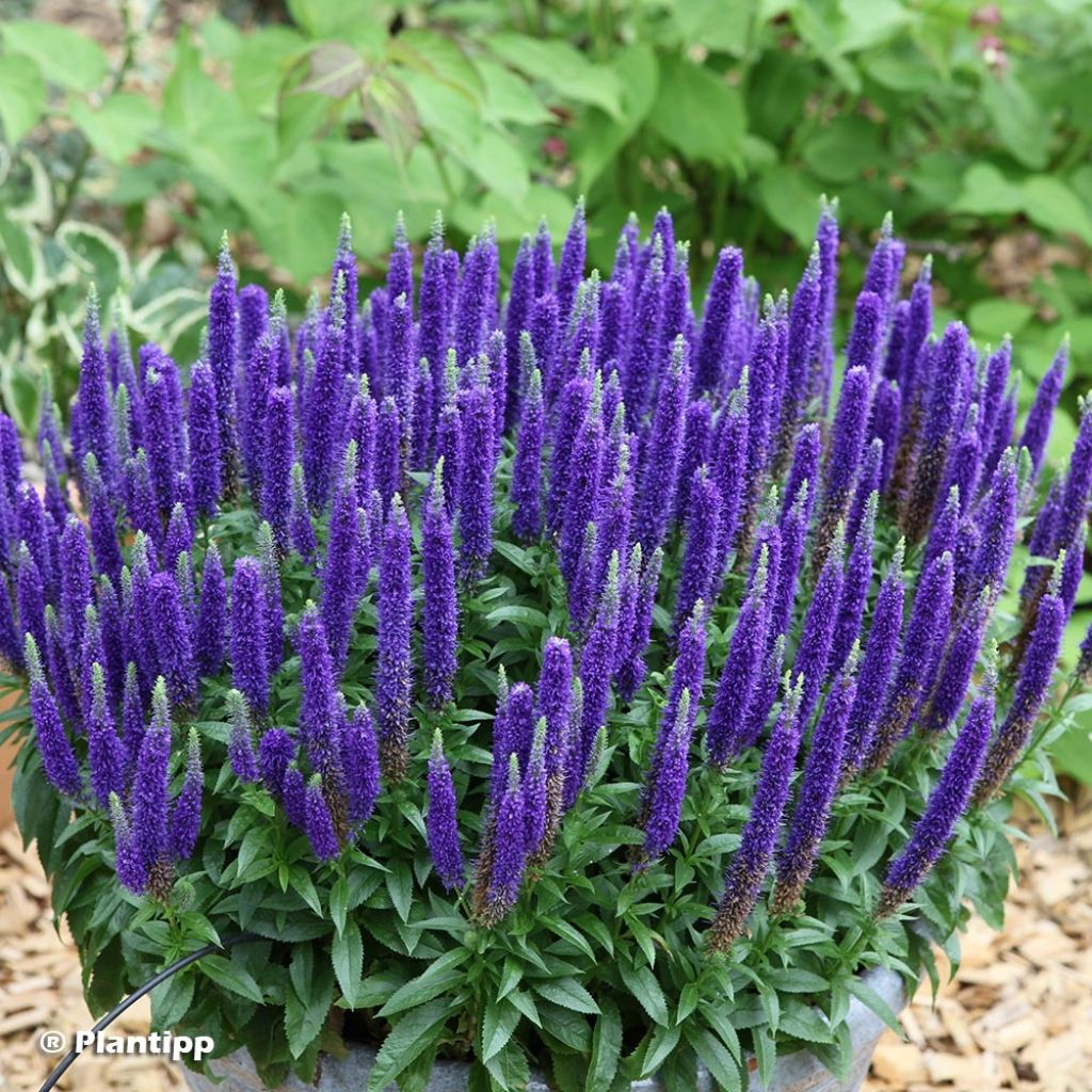 Veronica spicata Royal Candles