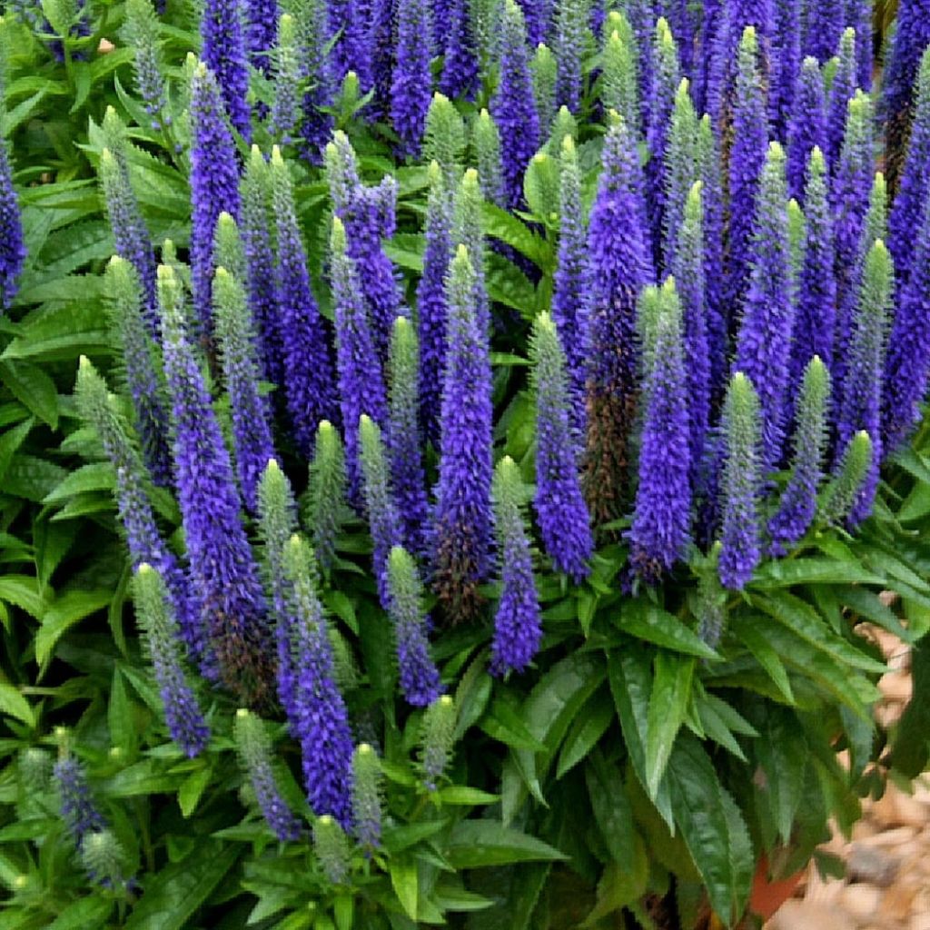 Veronica spicata Royal Candles