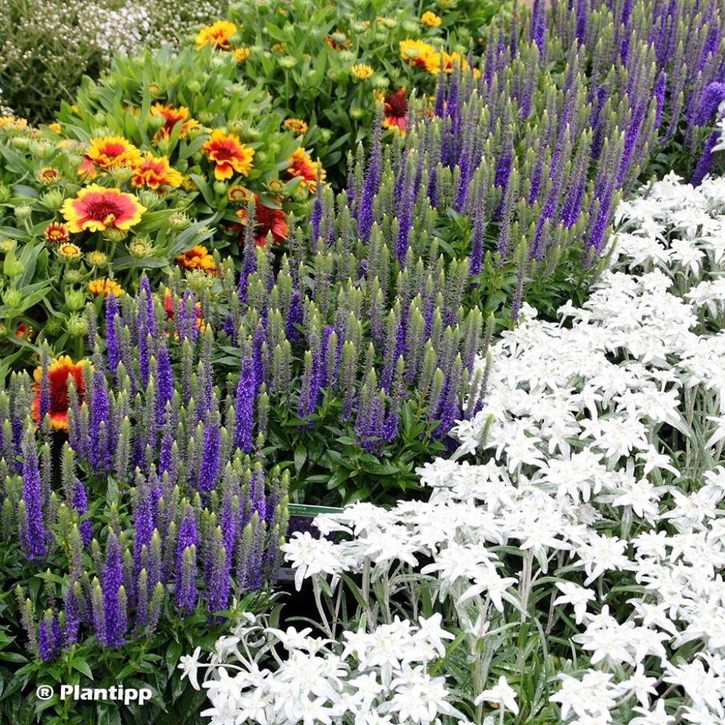 Veronica spicata Royal Candles