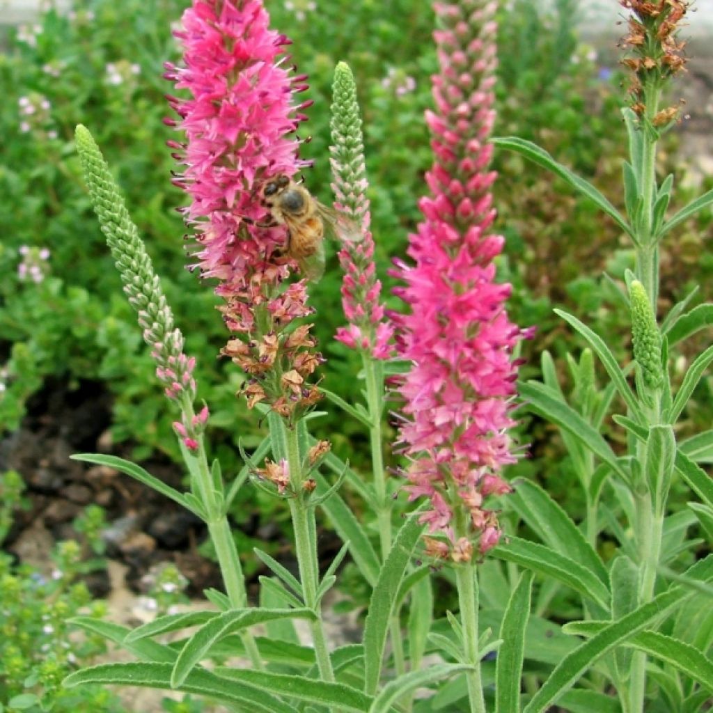 Veronica spicata Rotfuchs