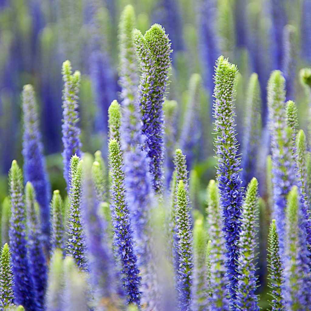 Veronica spicata Royal Candles