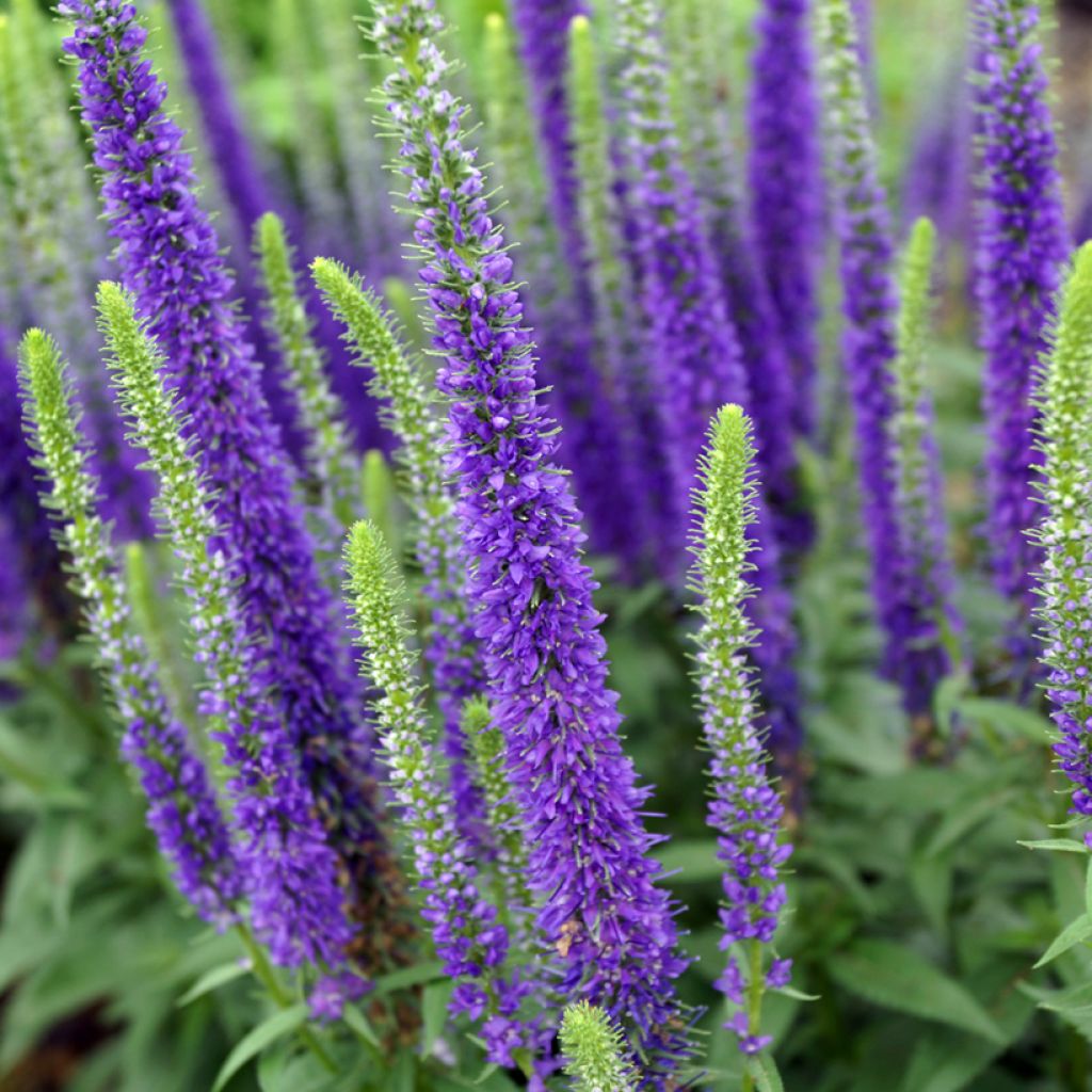 Veronica spicata Royal Candles