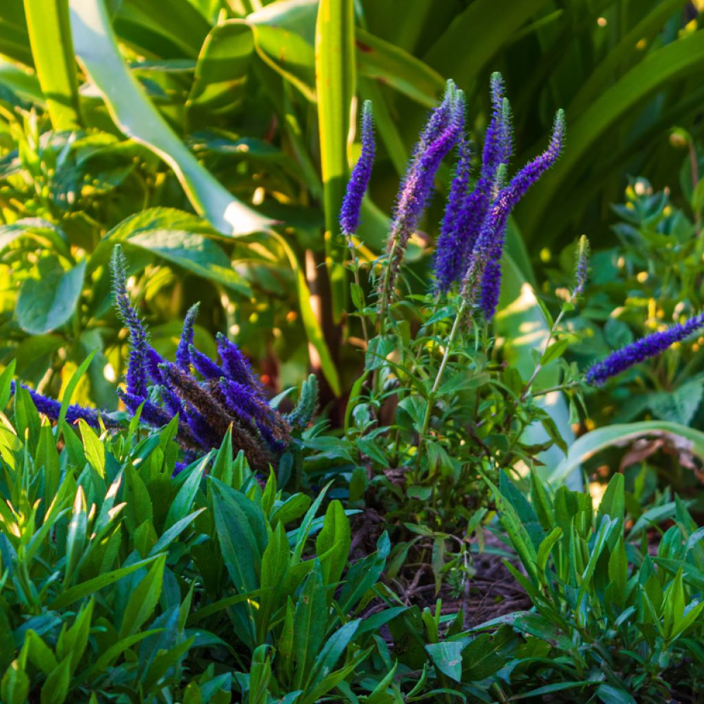 Veronica spicata Royal Candles