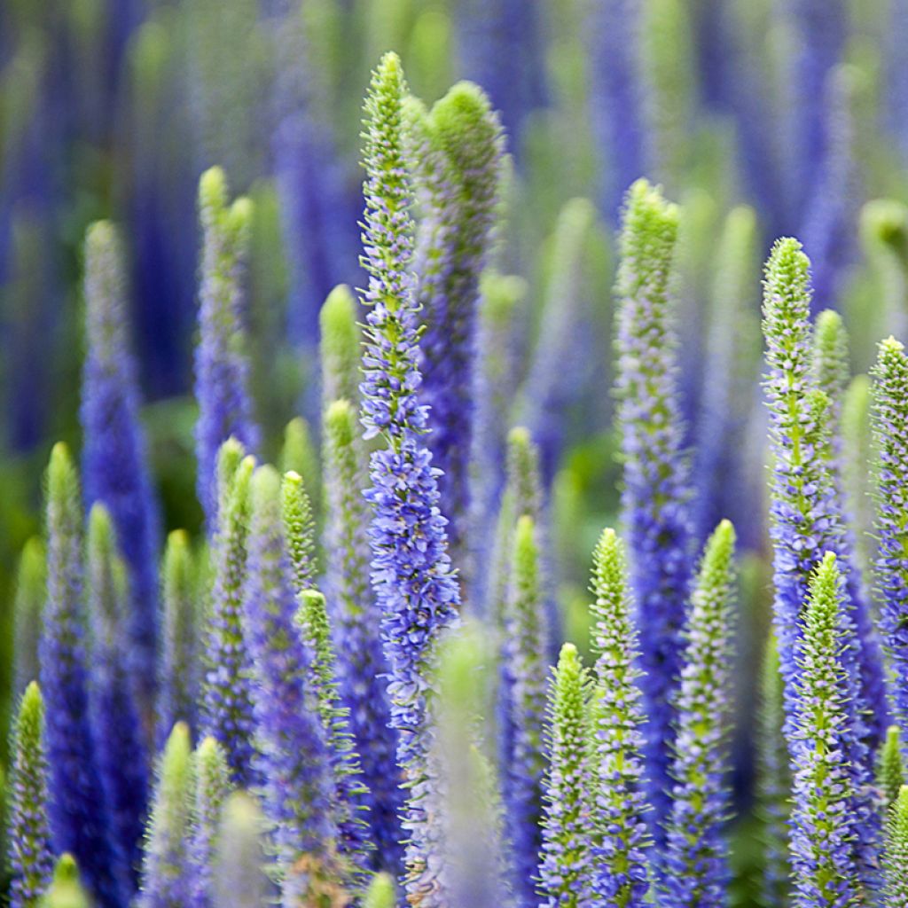 Veronica spicata Royal Candles