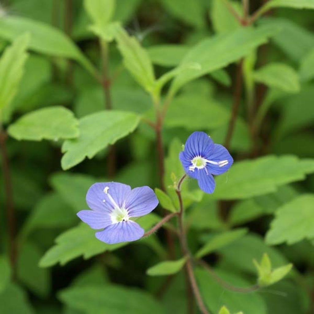 Véronique - Veronica umbrosa Georgia Blue