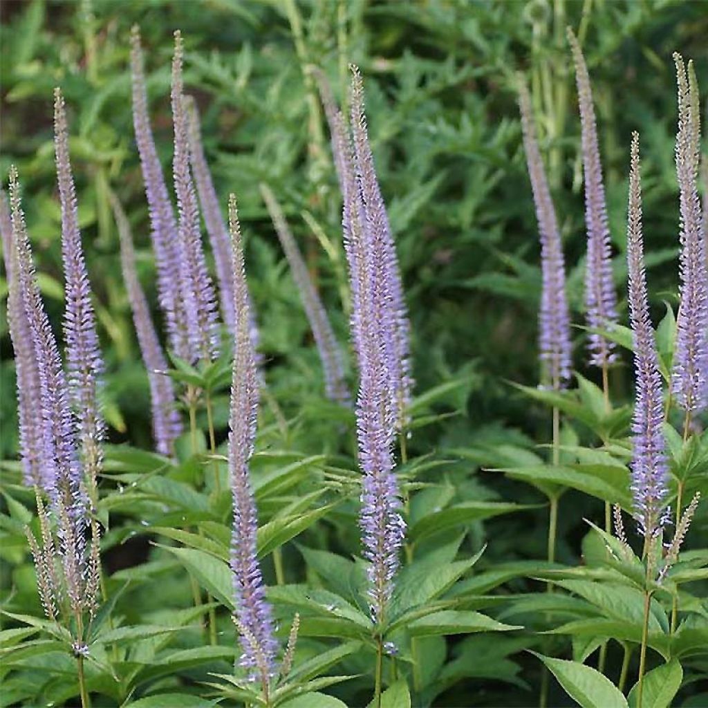 Veronicastrum sibiricum - Véronique de Sibérie