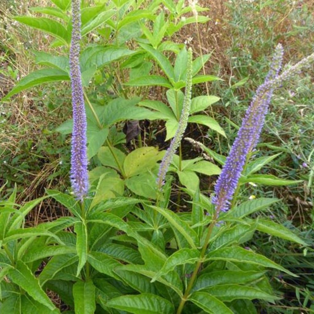 Veronicastrum virginicum Apollo