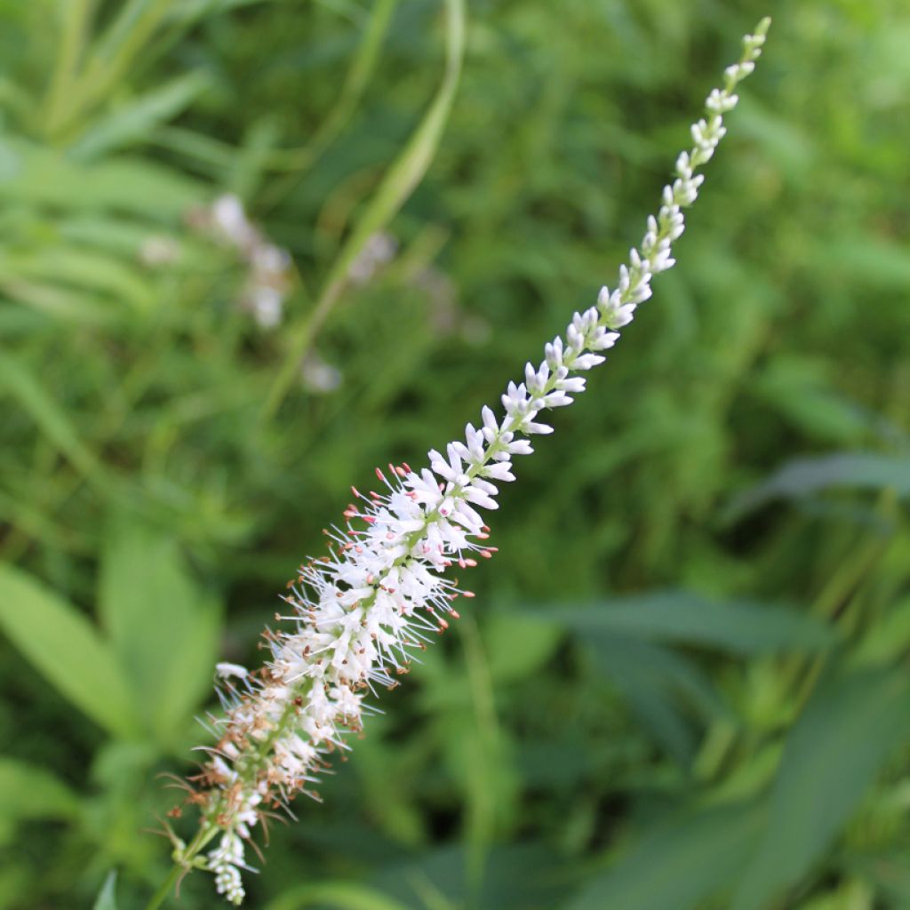 Veronicastrum virginicum Diane