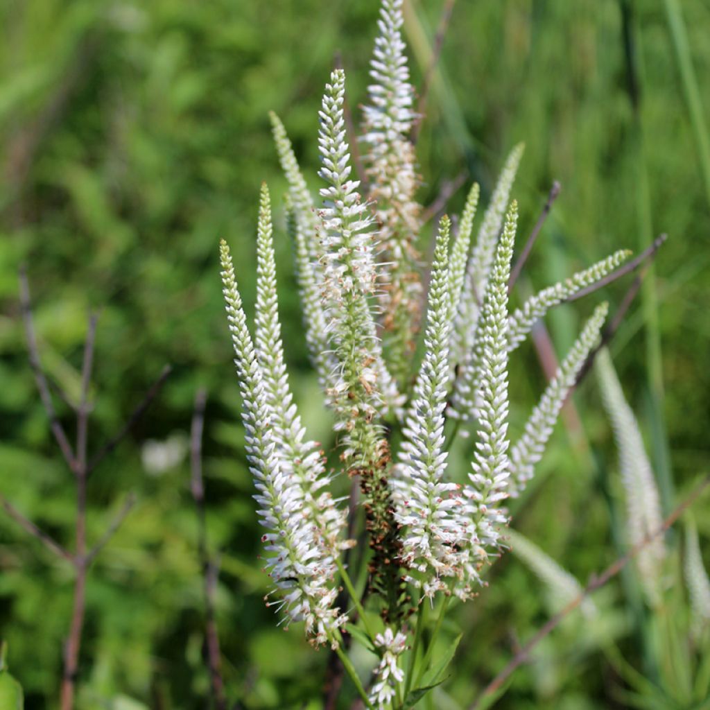 Veronicastrum virginicum Diane