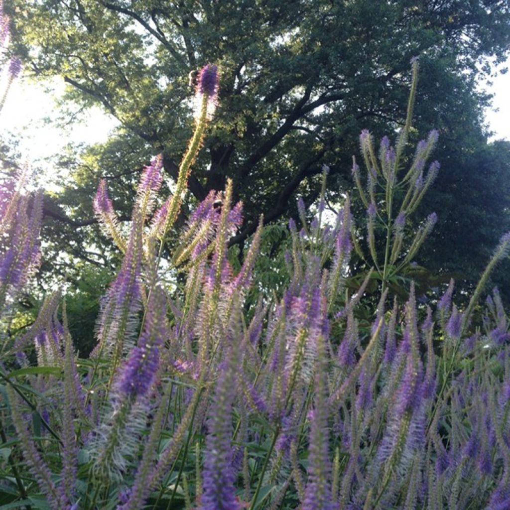 Veronicastrum virginicum Fascination - Veronicastrum rose lilas