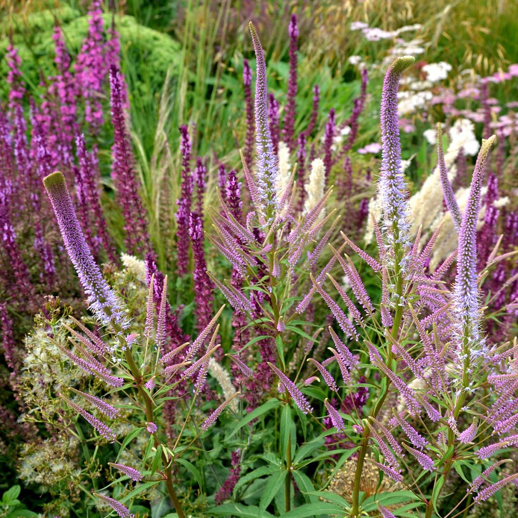 Veronicastrum virginicum Fascination