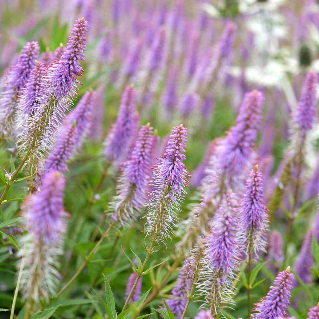 Veronicastrum virginicum Fascination