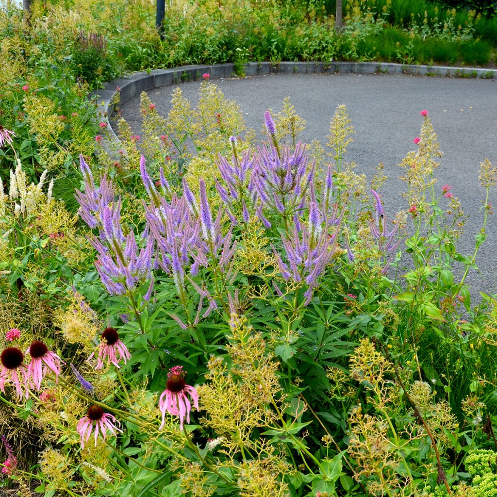 Veronicastrum virginicum Fascination