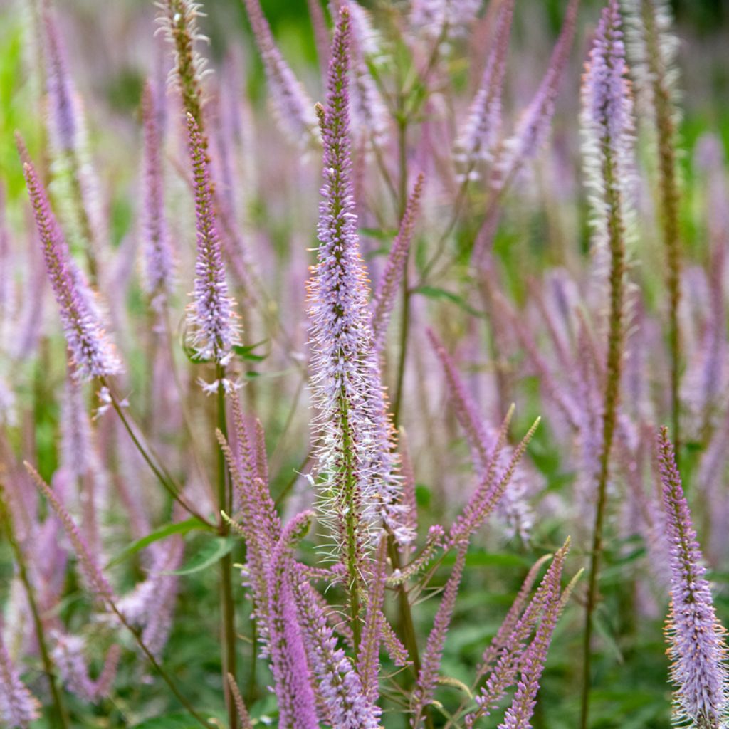 Veronicastrum virginicum Kleine Erika