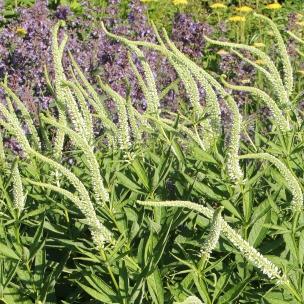 Veronicastrum virginicum Spring Dew - Véronique de Virginie