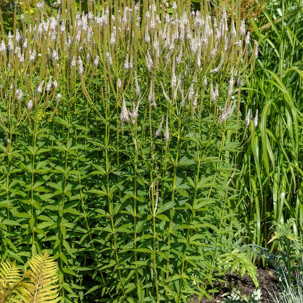 Veronicastrum virginicum var. album