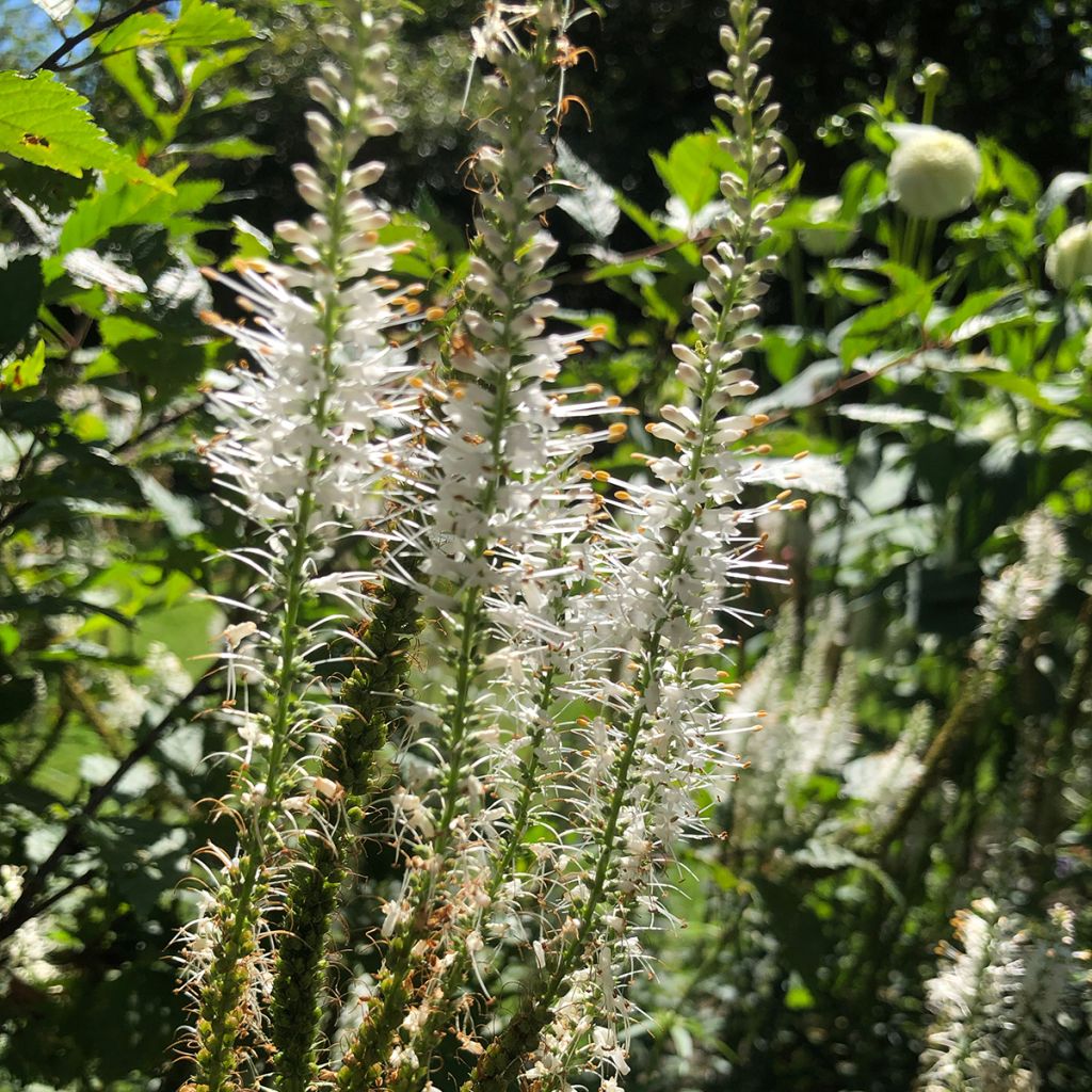 Veronicastrum virginicum var. album