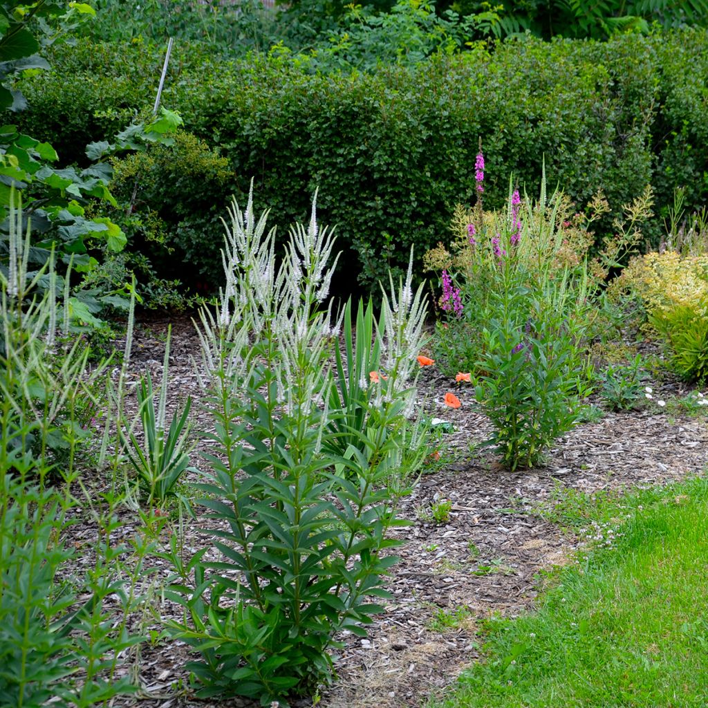 Veronicastrum virginicum var. album