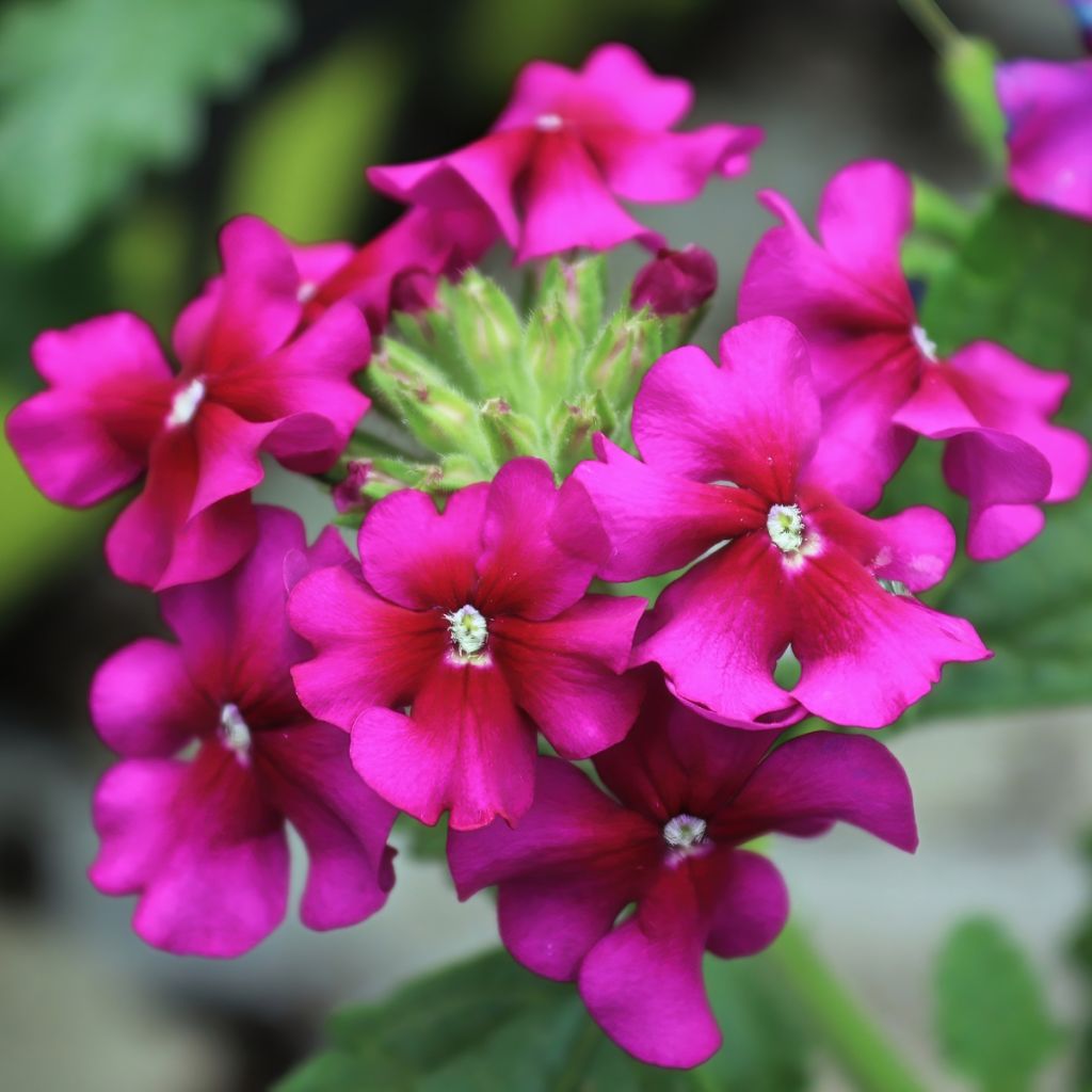 Verbena Endurascape Magenta