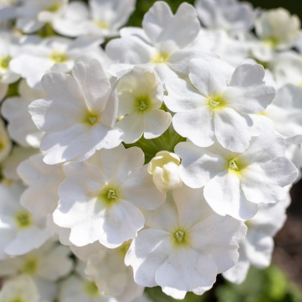 Verbena Endurascape White