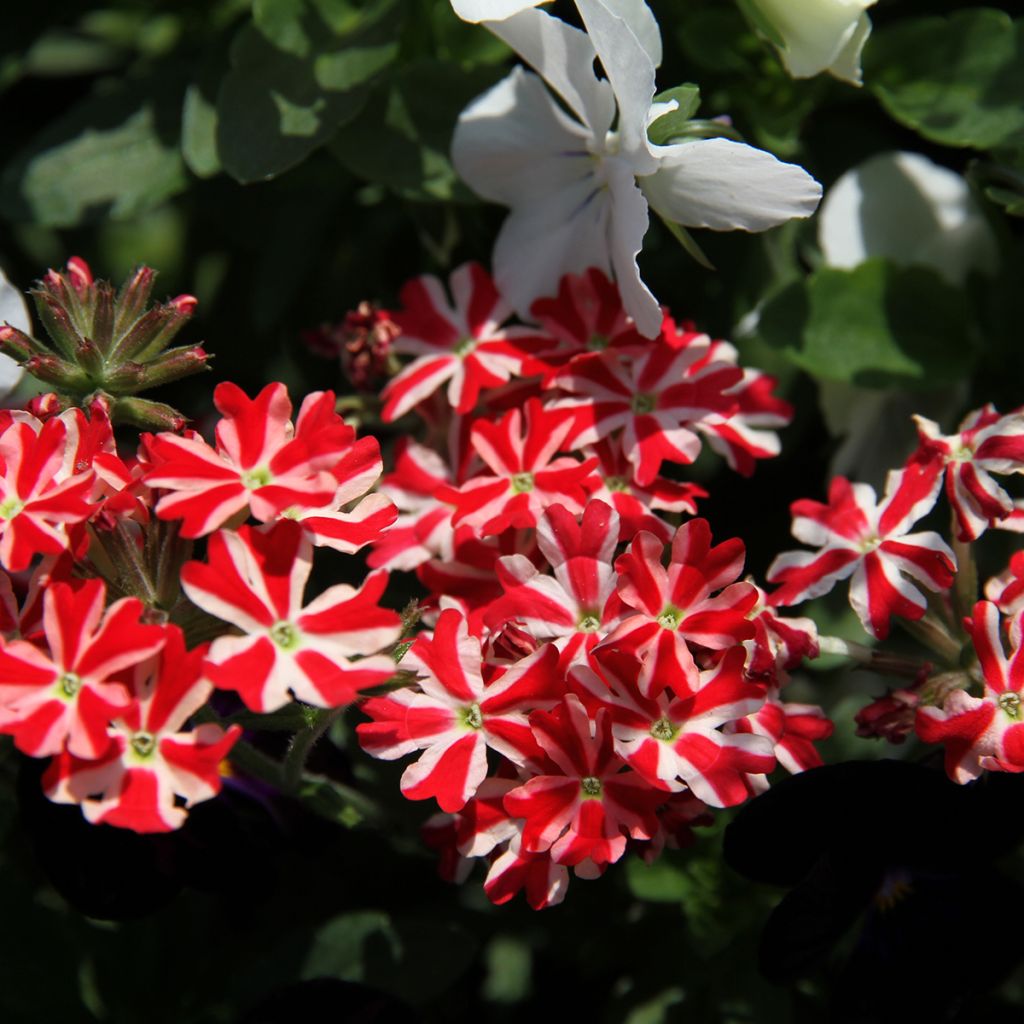 Verbena peruviana Firehouse Peppermint