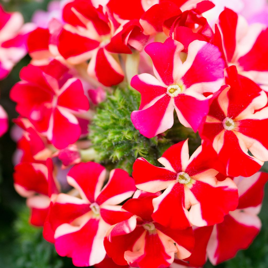 Verbena peruviana Firehouse Peppermint