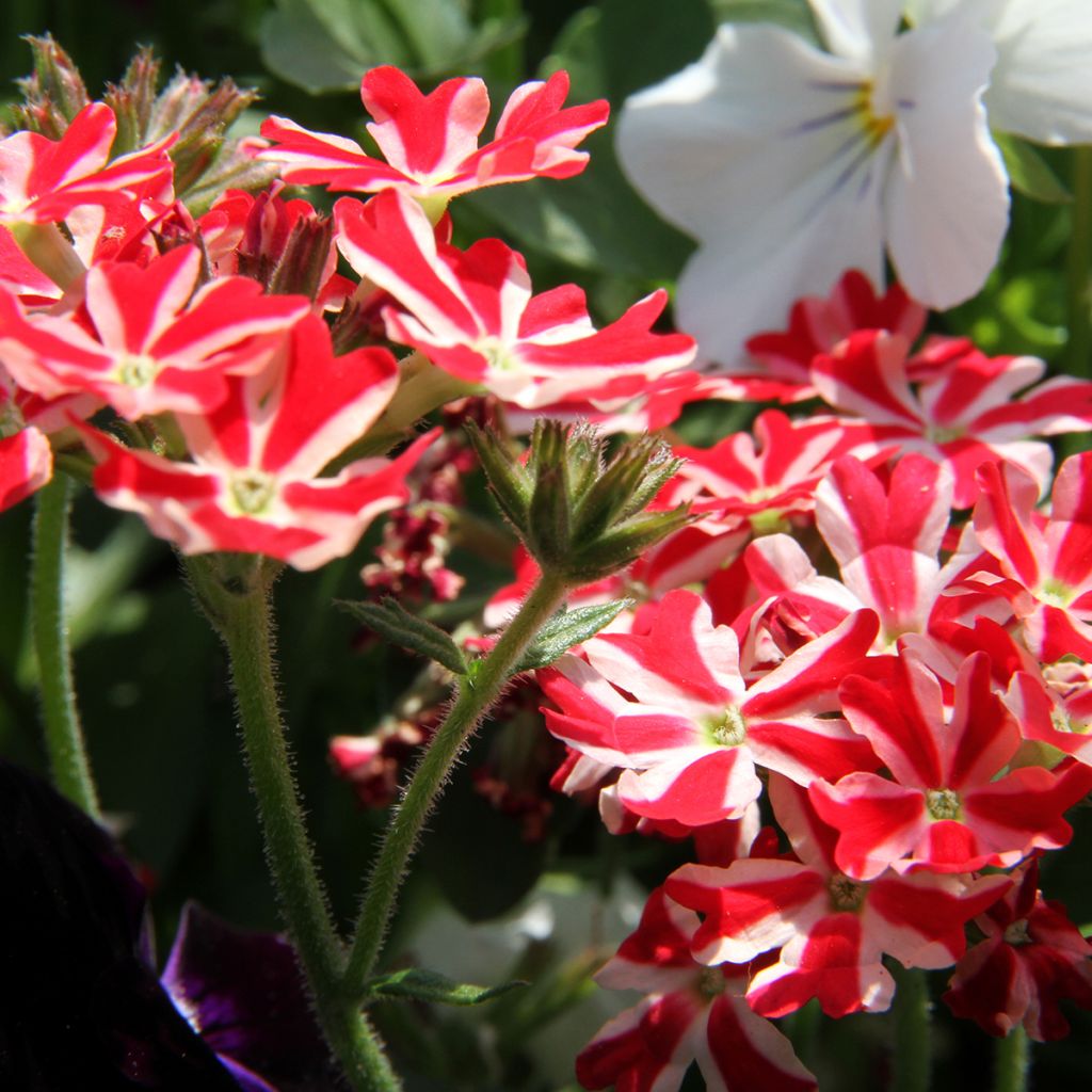 Verbena peruviana Firehouse Peppermint