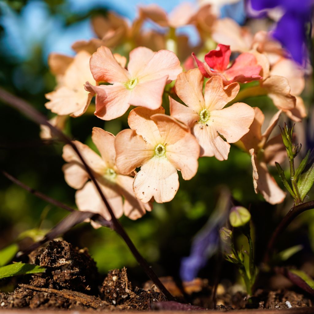 Verbena Superbena Royale Peachy Keen