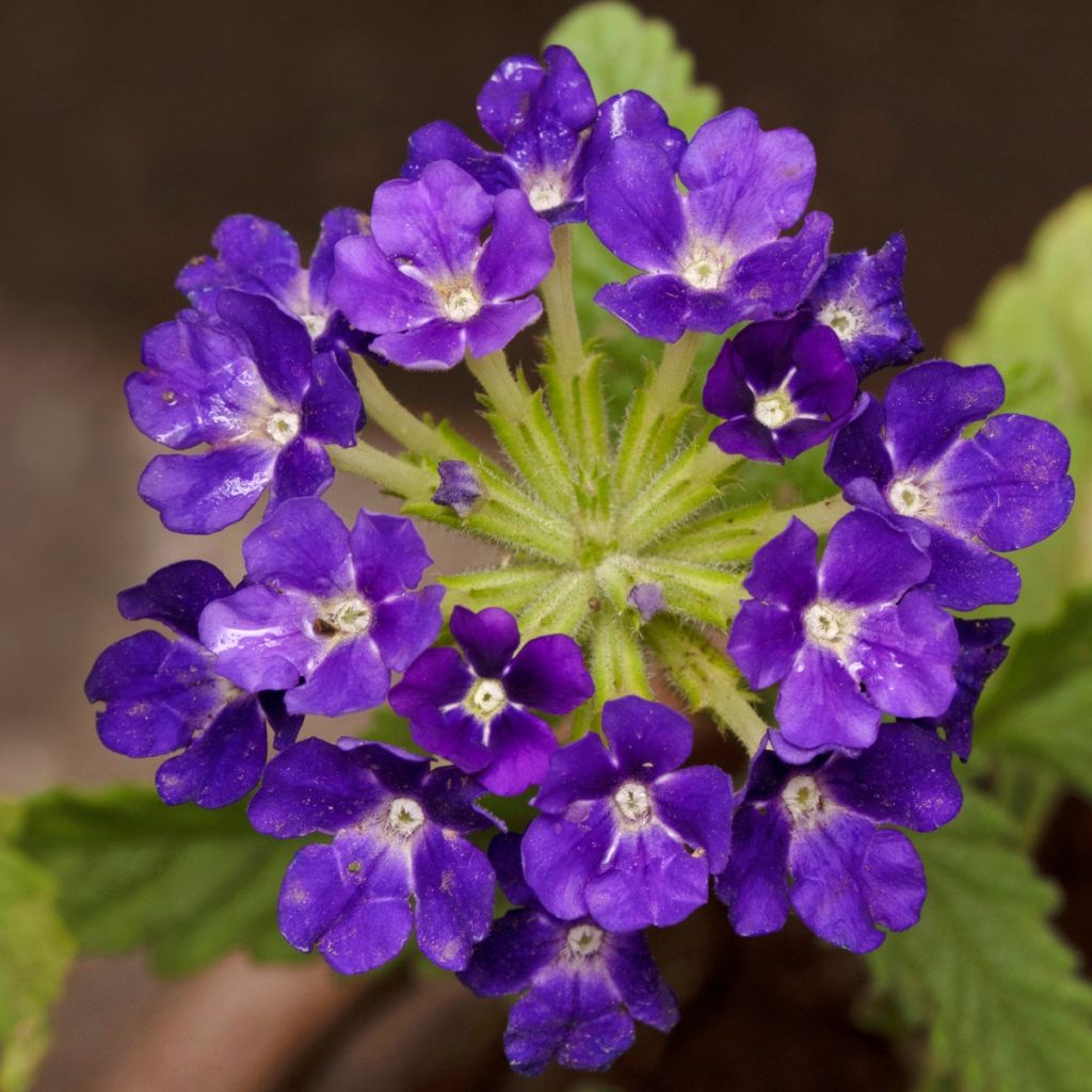 Verbena Vepita Pearl Blue