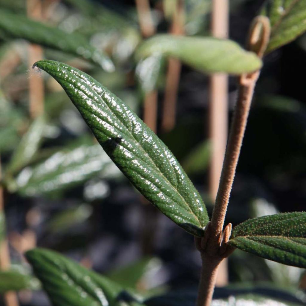 Viorne - Viburnum Pragense