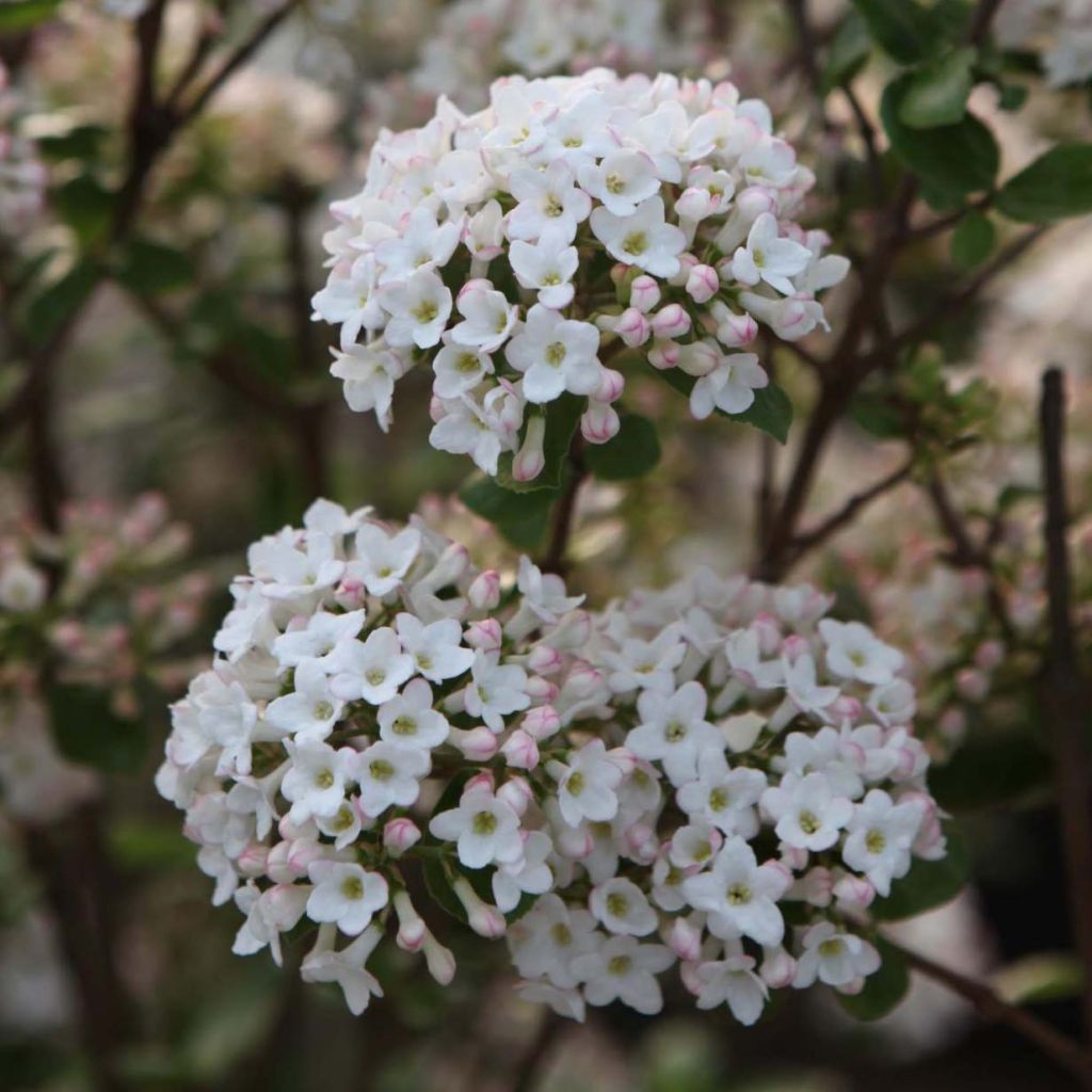 Viorne de Burkwood - Viburnum burkwoodii Ann Russell