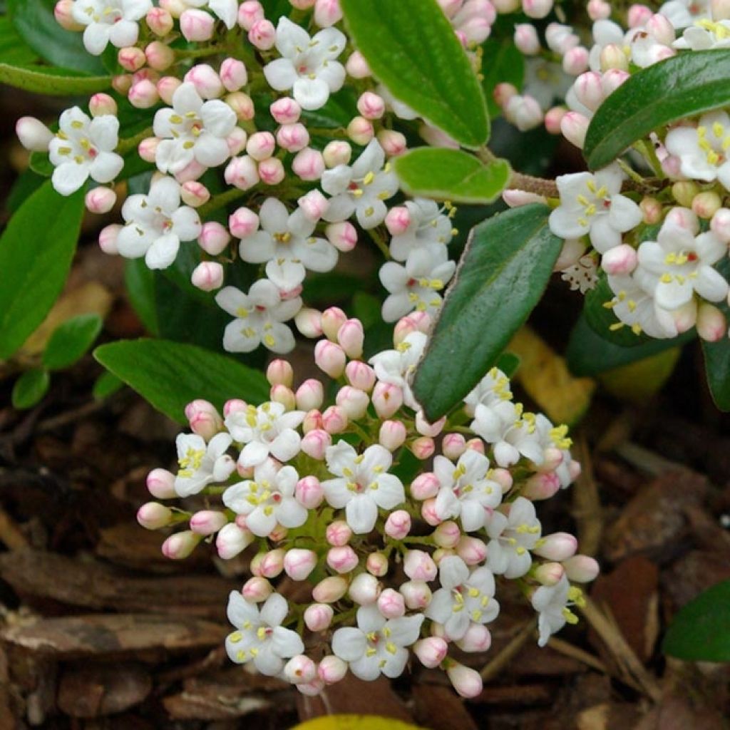 Viorne de Burkwood Conoy - Viburnum burkwoodii Conoy