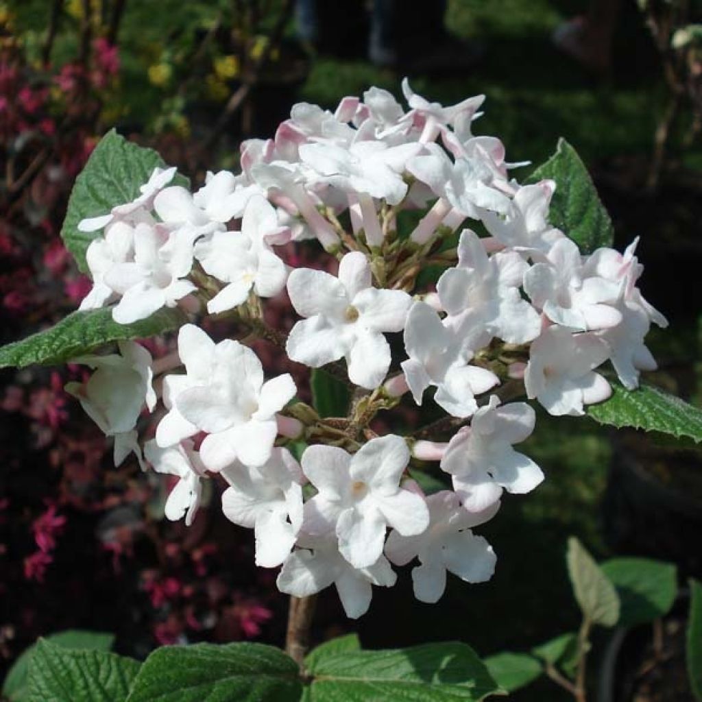 Viburnum carlesii Aurora