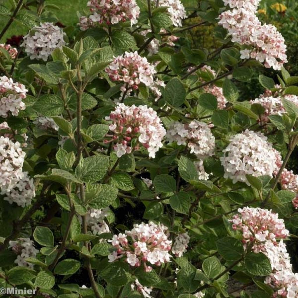 Viburnum carlesii Aurora