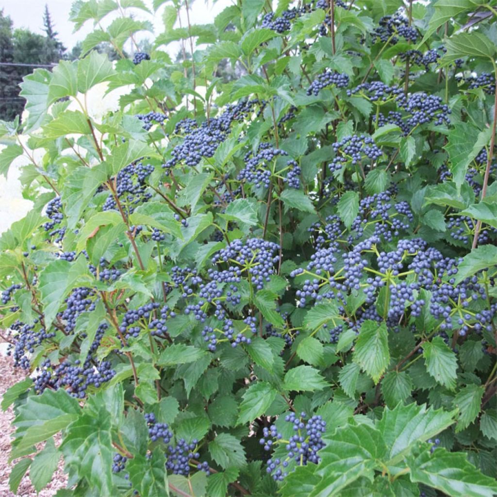 Viburnum dentatum Blue Muffin