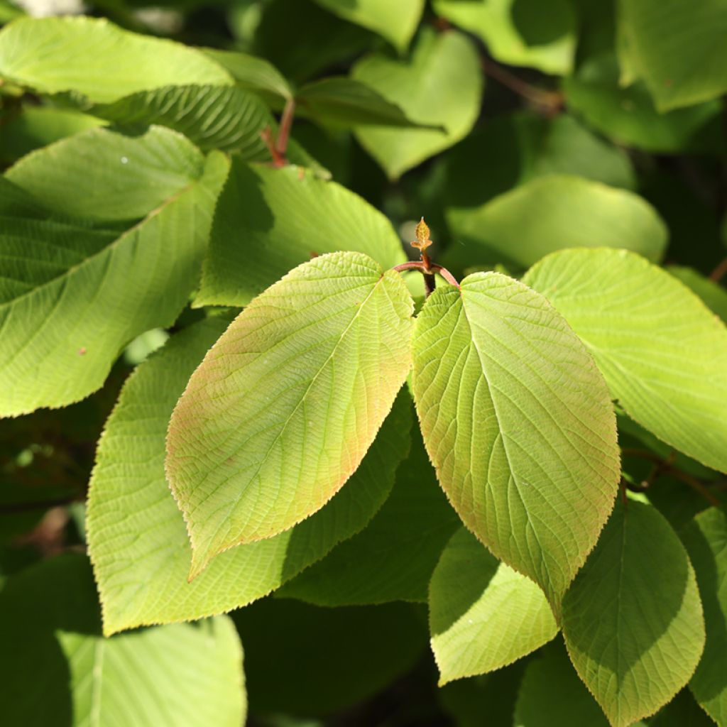 Viburnum furcatum