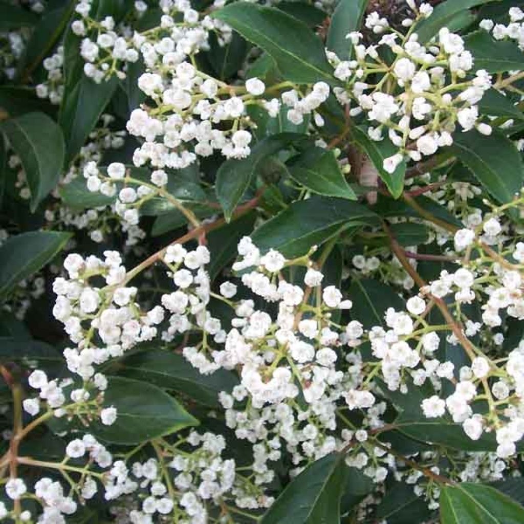 Viburnum hillieri Winton