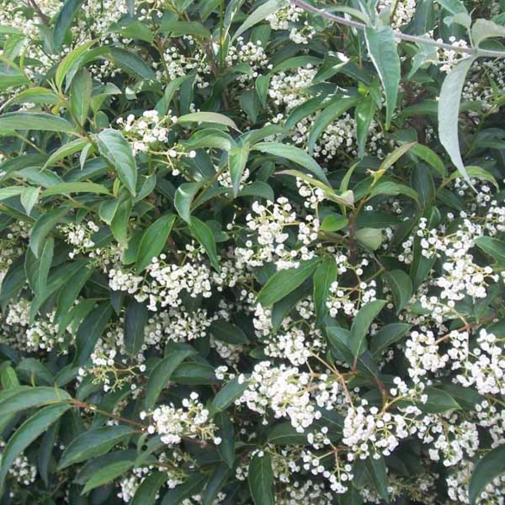 Viburnum hillieri Winton