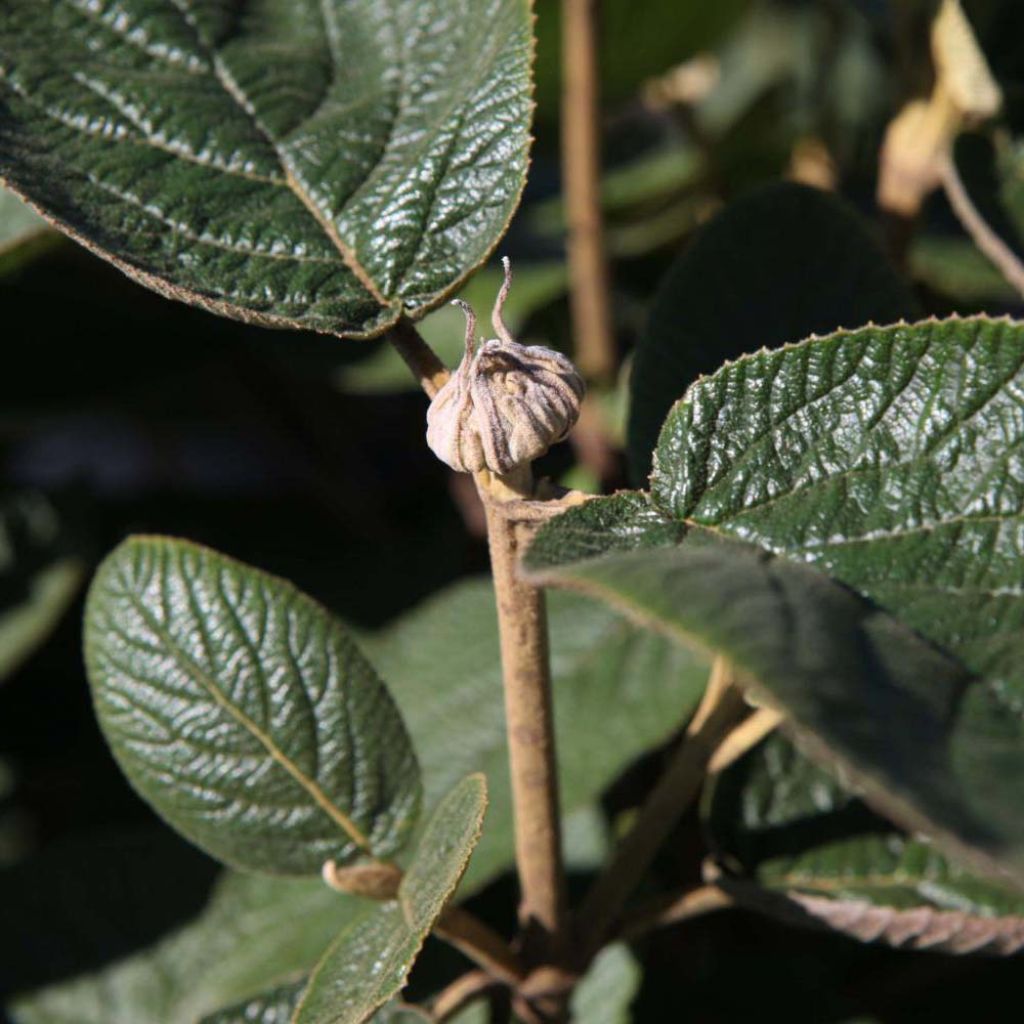 Viorne lantane - Viburnum lantana Mohican