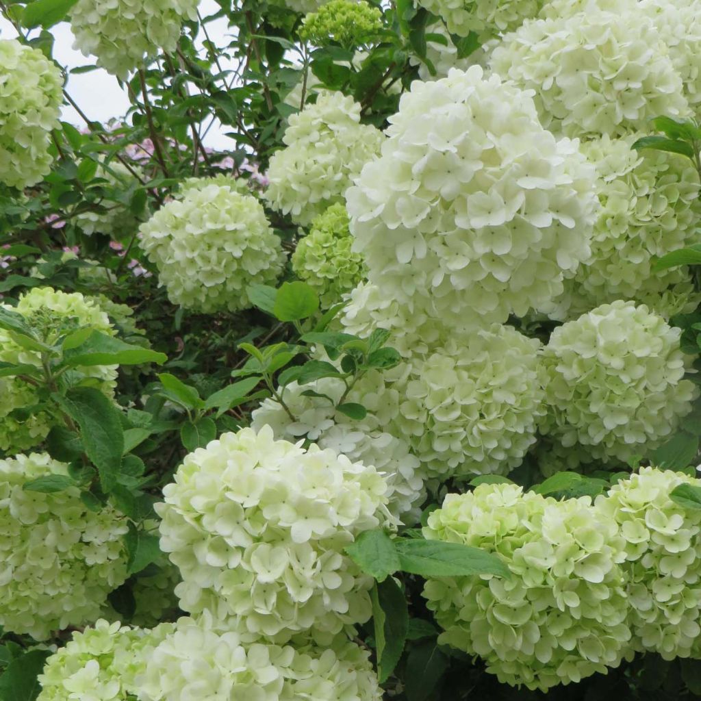 Viburnum macrocephalum Happy Fortuna - Viorne à grosse tête