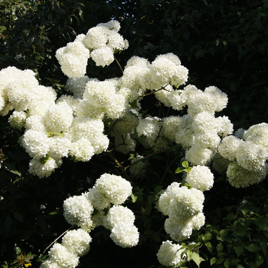 Viburnum macrocephalum